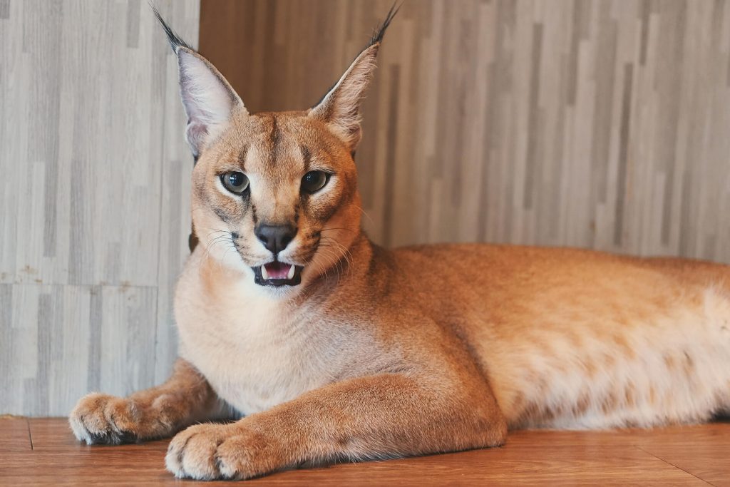 Así es vivir con un gato caracal salvaje