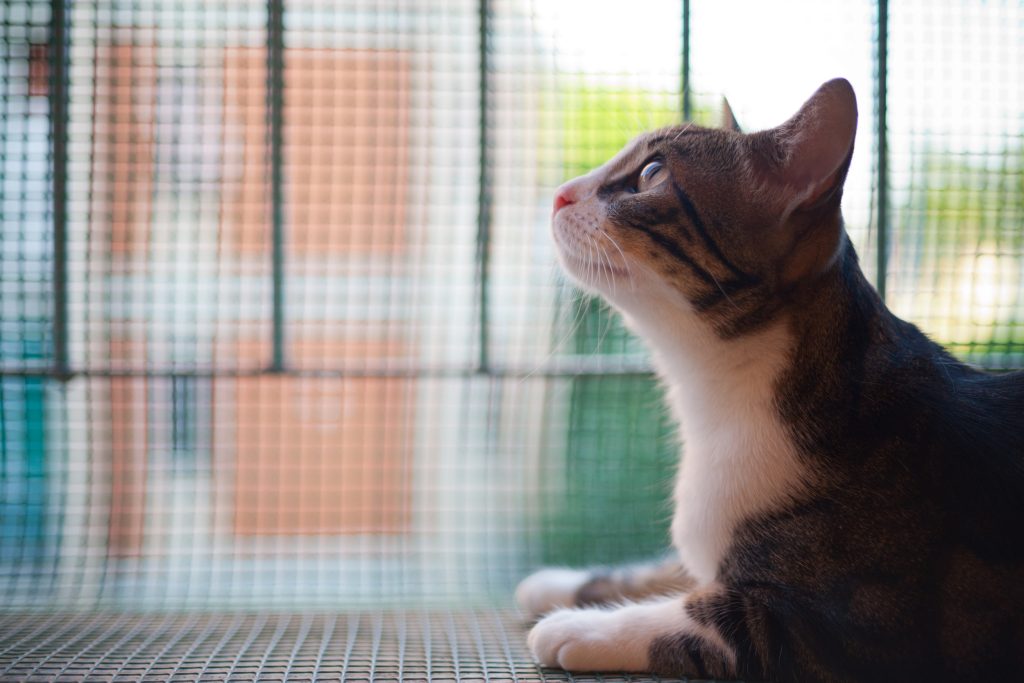 Cat-proofing your balcony: All tips