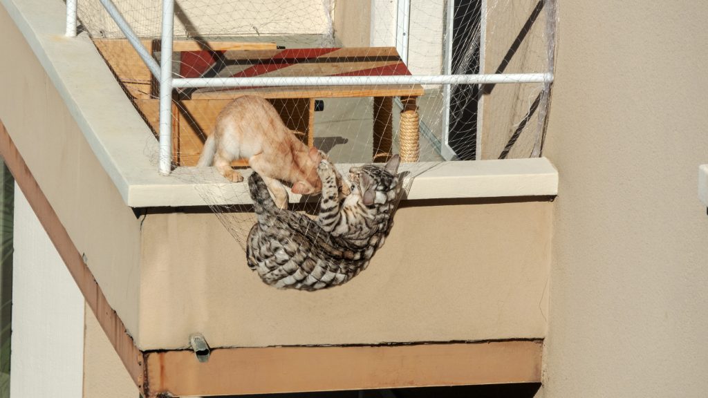 Cat-proofing your balcony: All tips