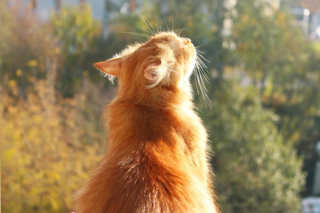legering lucht Collega Je balkon katproof maken: Alle tips | Cat's Best