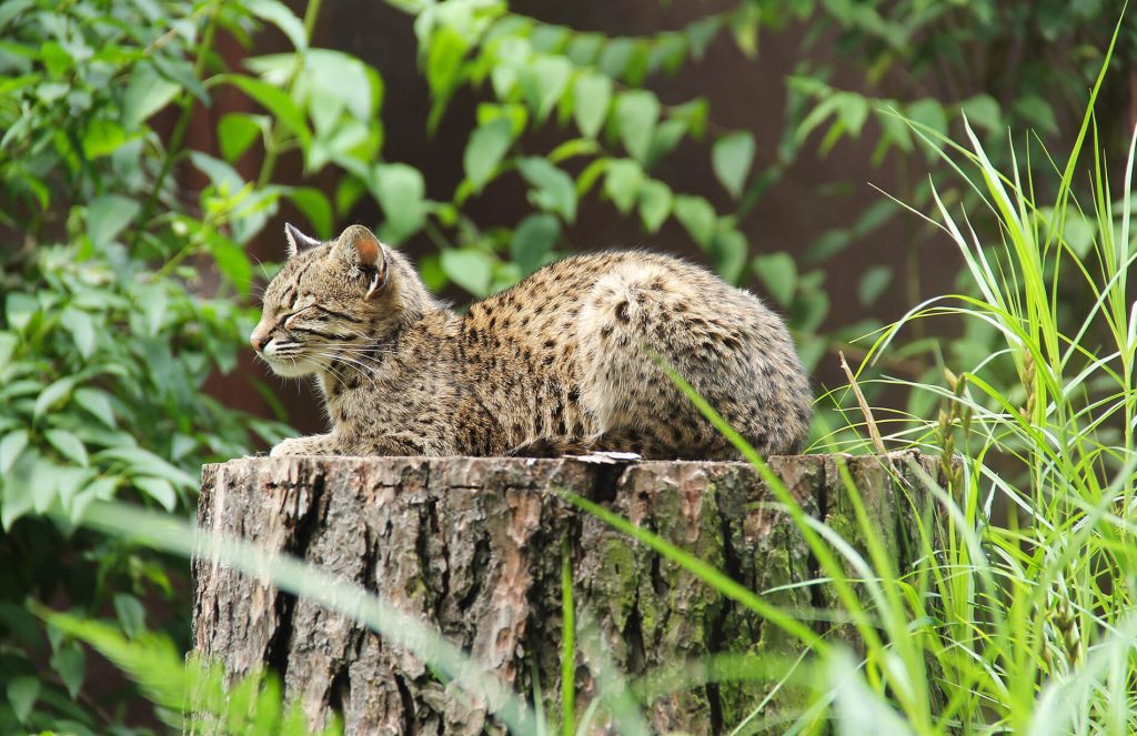 Caracal doméstico, la raza de gato más grande del mundo creada por