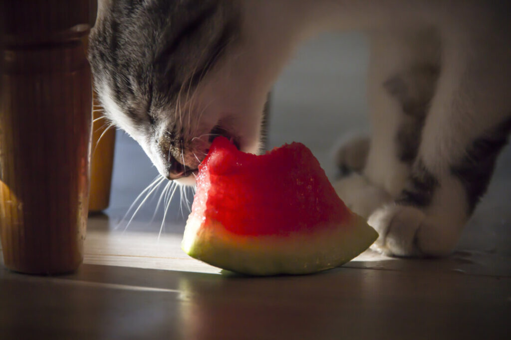 Dieses Bild hat ein leeres Alt-Attribut. Der Dateiname ist katze-isst-wassermelone-1024x683.jpeg