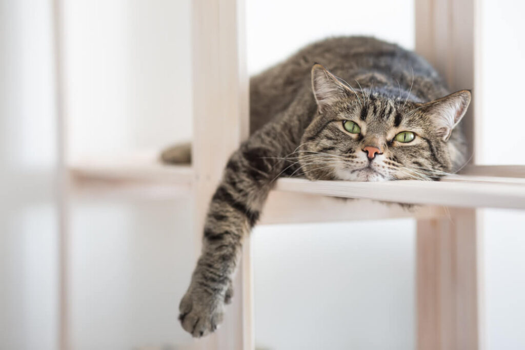 chat à l'extérieur dans le jardin observant la zone, en portant