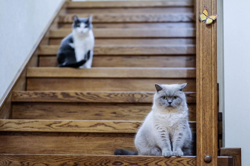 Dove far vivere il gatto: dentro o fuori casa?