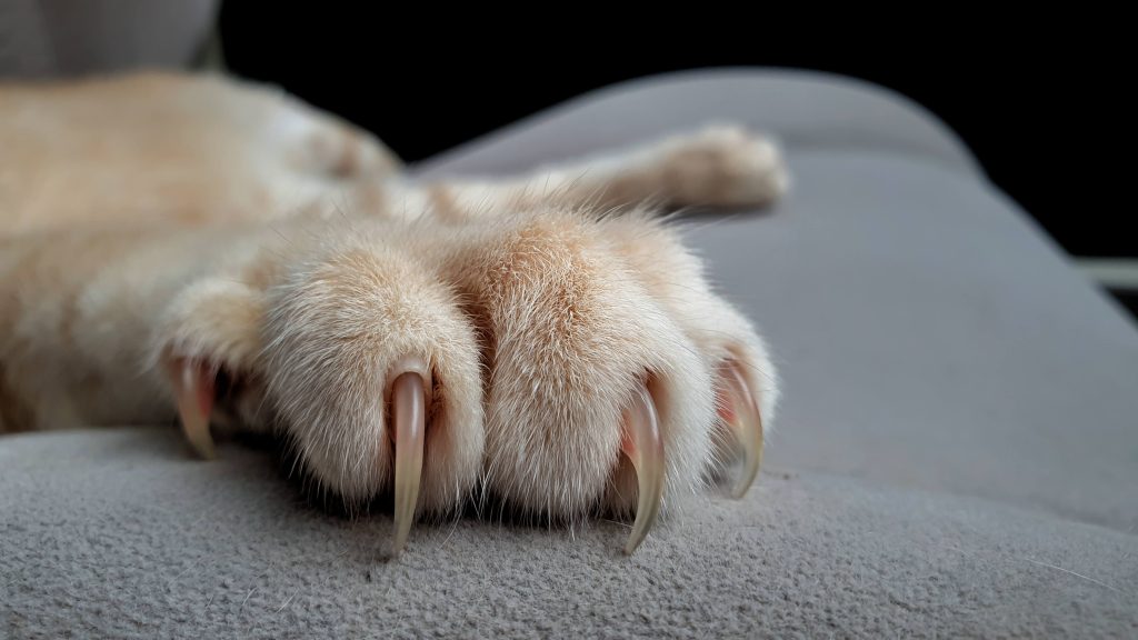 Cats - PAWS