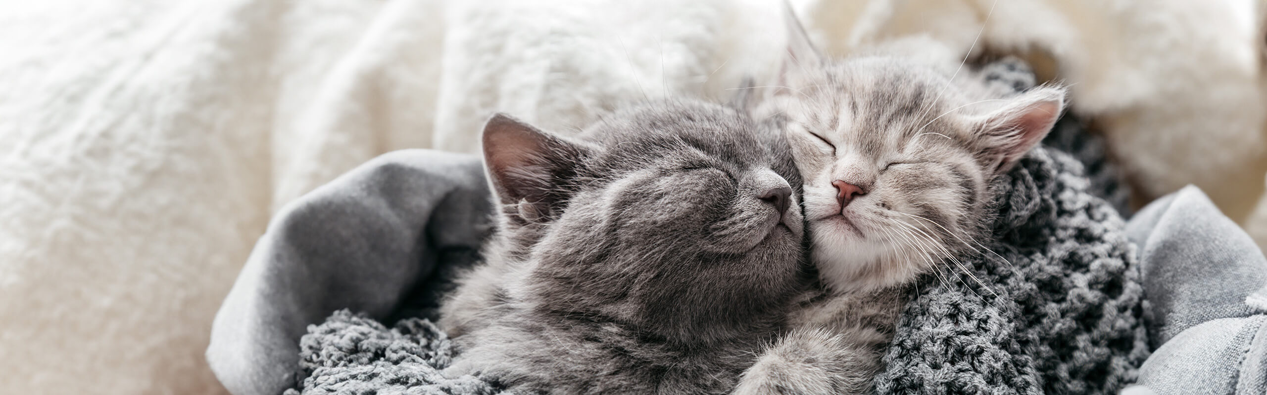 Warum schlafen Katzen so viel? Cat’s Best