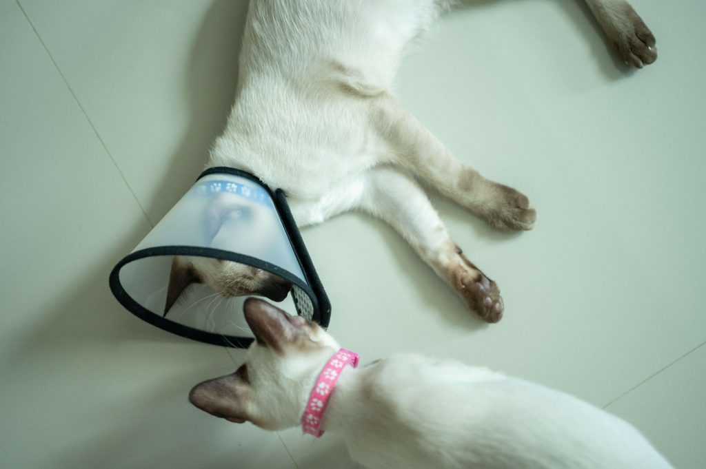 Katze mit Halskrause liegt neben einer zweiten Katze