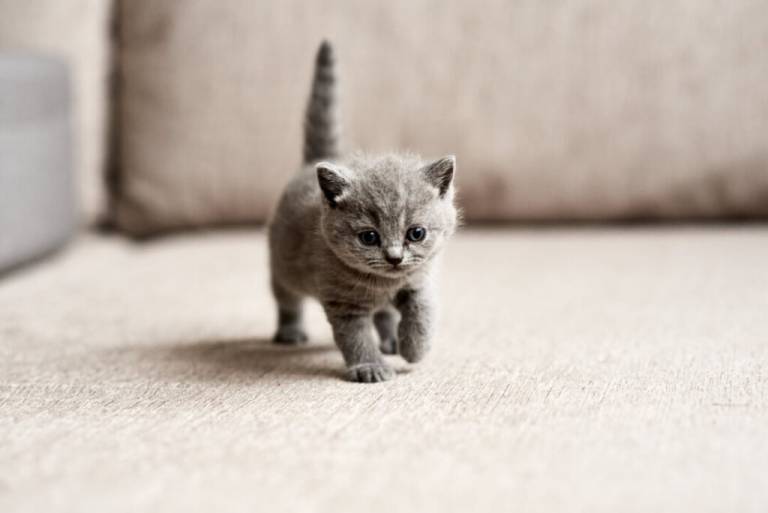 Wie Viel Kostet Eine Baby Katze