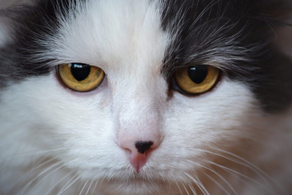Katzenstreu Vergleich - Silikat, Babypuderduft oder doch Naturfaser? |  Cat's Best