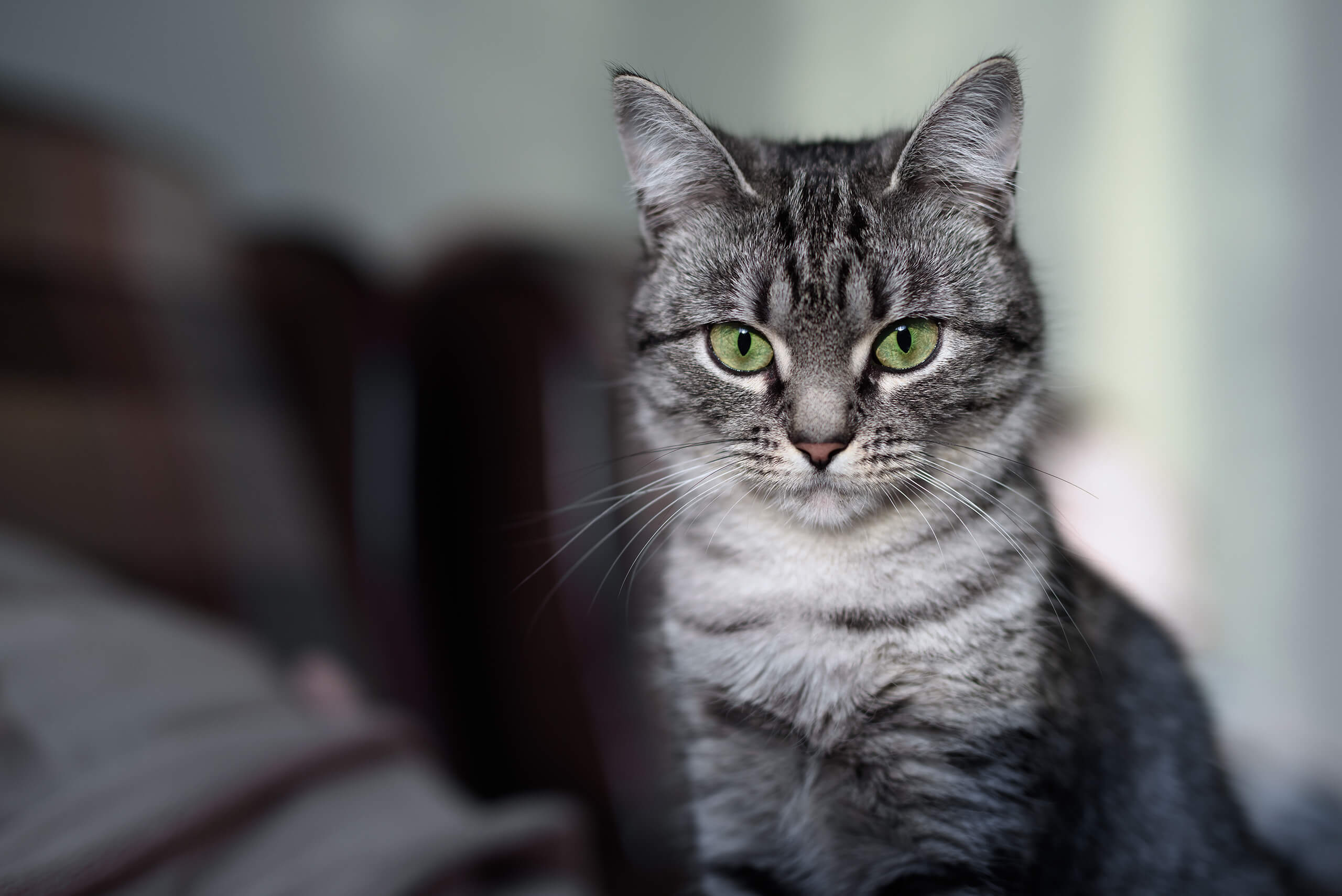 American Shorthair Cat’s Best