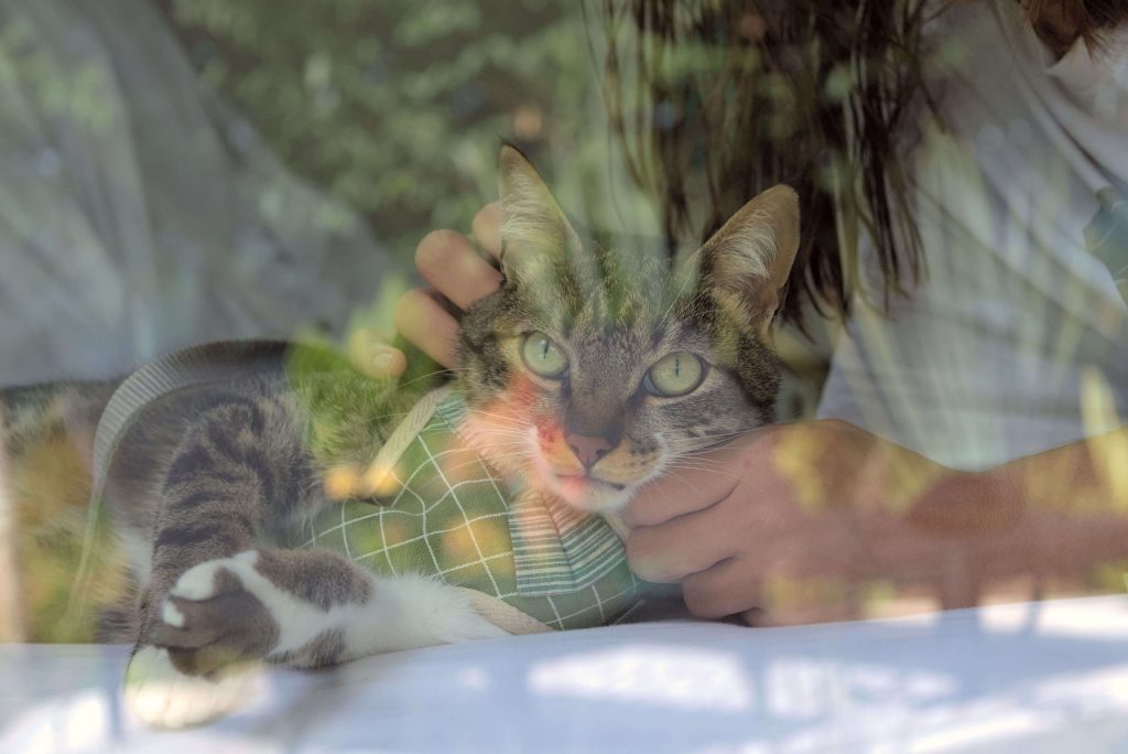 Eine Hand streichelt eine getigerte Katze; Pflanzen überlagern die Szene als Doppelbelichtung.