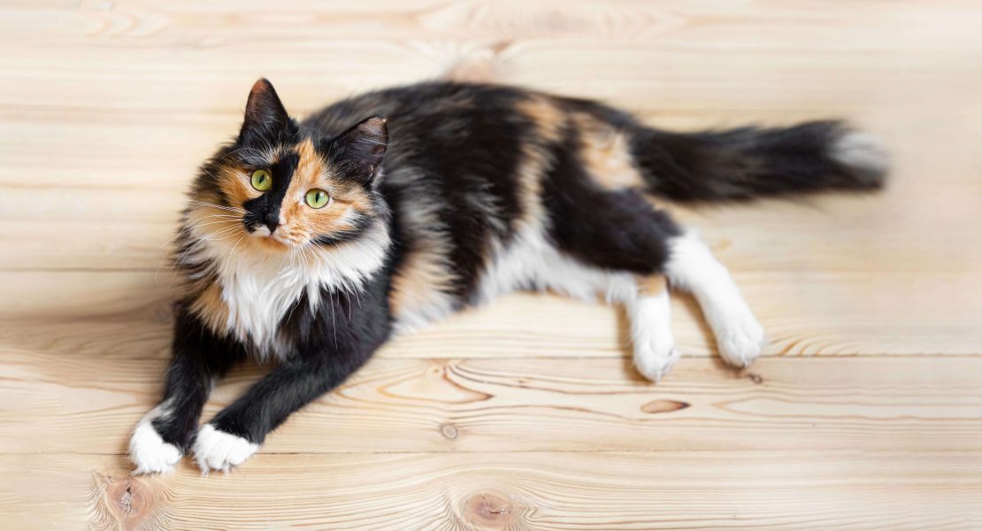 Gl ckskatzen Was Stimmt ber Dreifarbige Katzen Cat s Best gl-ckskatzen-was-stimmt-ber-dreifarbige-katzen-cat-s-best