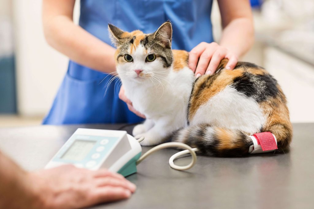 Dreifarbige Katze auf einem Behandlungstisch während einer tierärztlichen Untersuchung.
