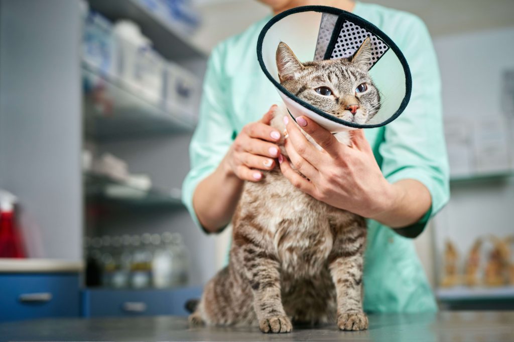 Katze mit Schutzkragen wird in einer Praxis ruhig gehalten