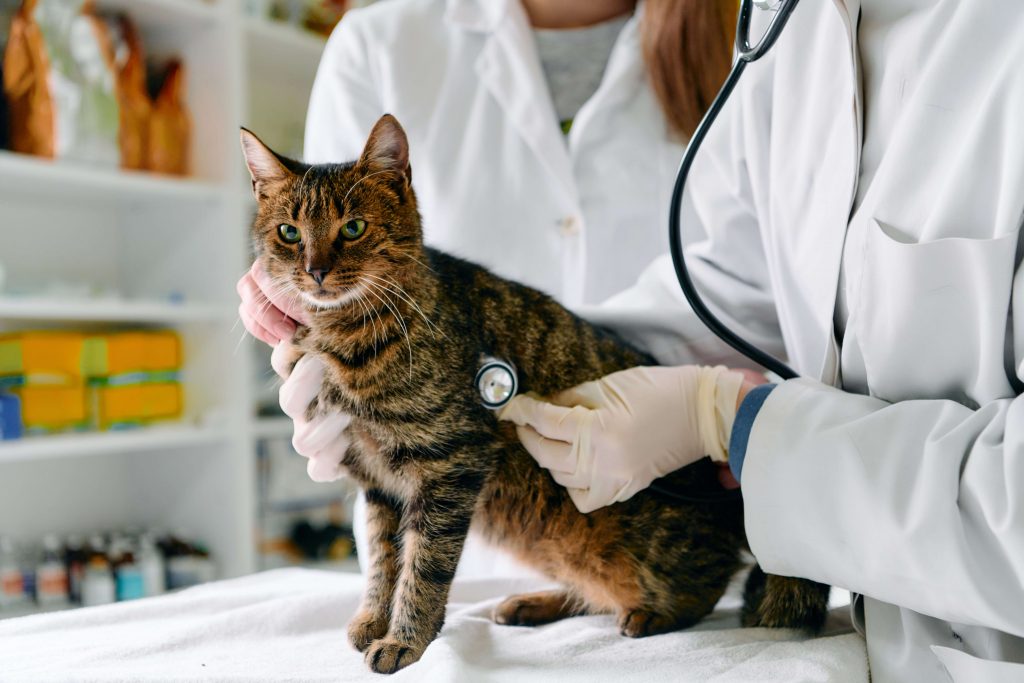 Getigerte Katze wird von einer Tierärztin mit Stethoskop auf dem Behandlungstisch untersucht – Tierarztbesuch bei Atemwegserkrankung