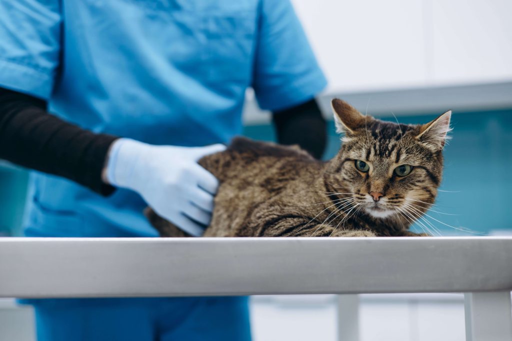 Tierärztin untersucht eine ältere Katze auf einem Behandlungstisch.