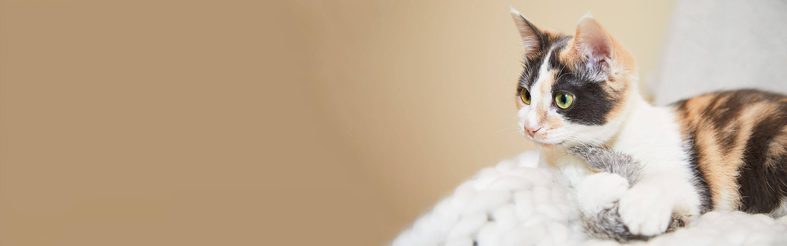 Glückskatzen – was stimmt über dreifarbige Katzen? | Cat’s Best
