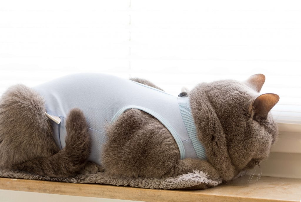 Katze trägt einen Katzenbody als Wundschutz nach einer Behandlung
