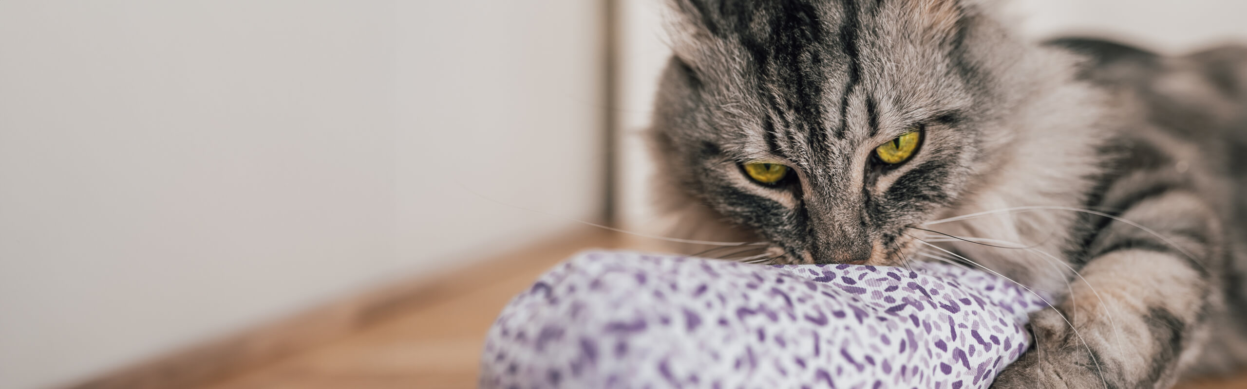 Baldrian für Katzen Beruhigungsmittel und Spielzeug? Cat’s Best