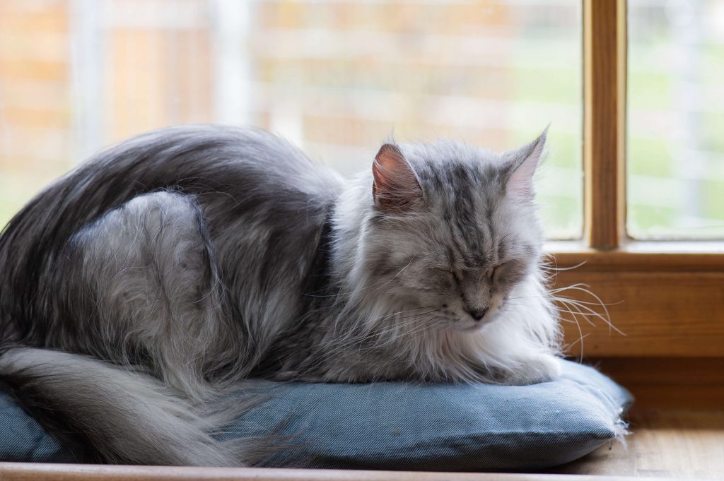 Ältere Katze liegt am Fenster und ruht bei beginnenden Gelenkproblemen