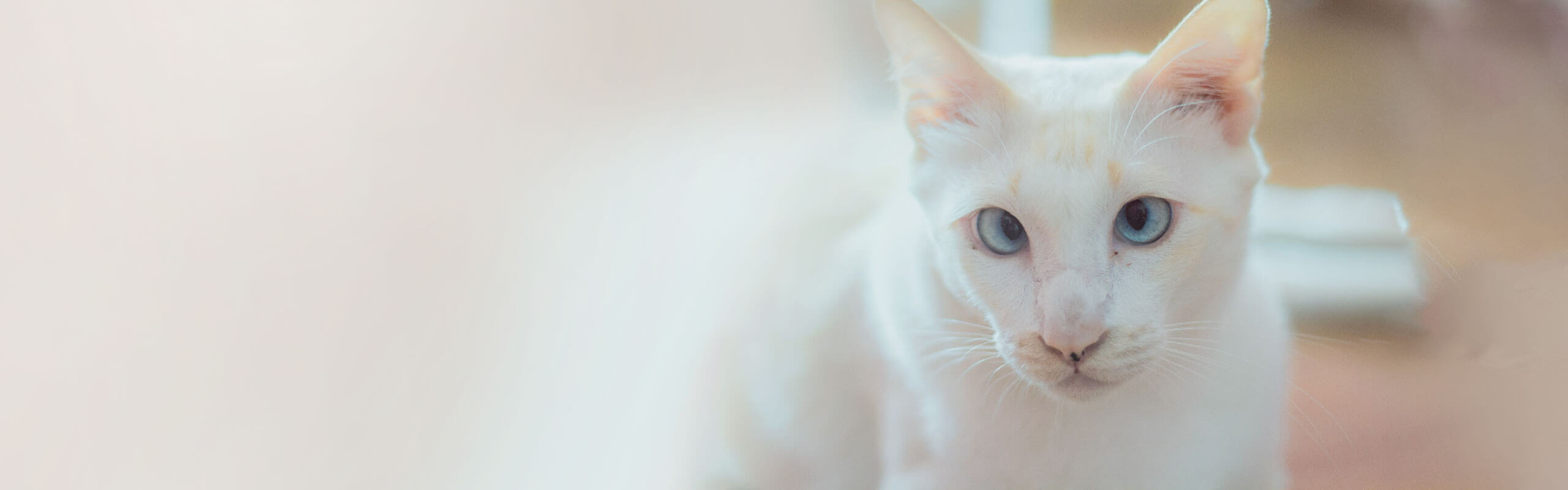 Katzen mit DownSyndrom gibt es das? Cat’s Best