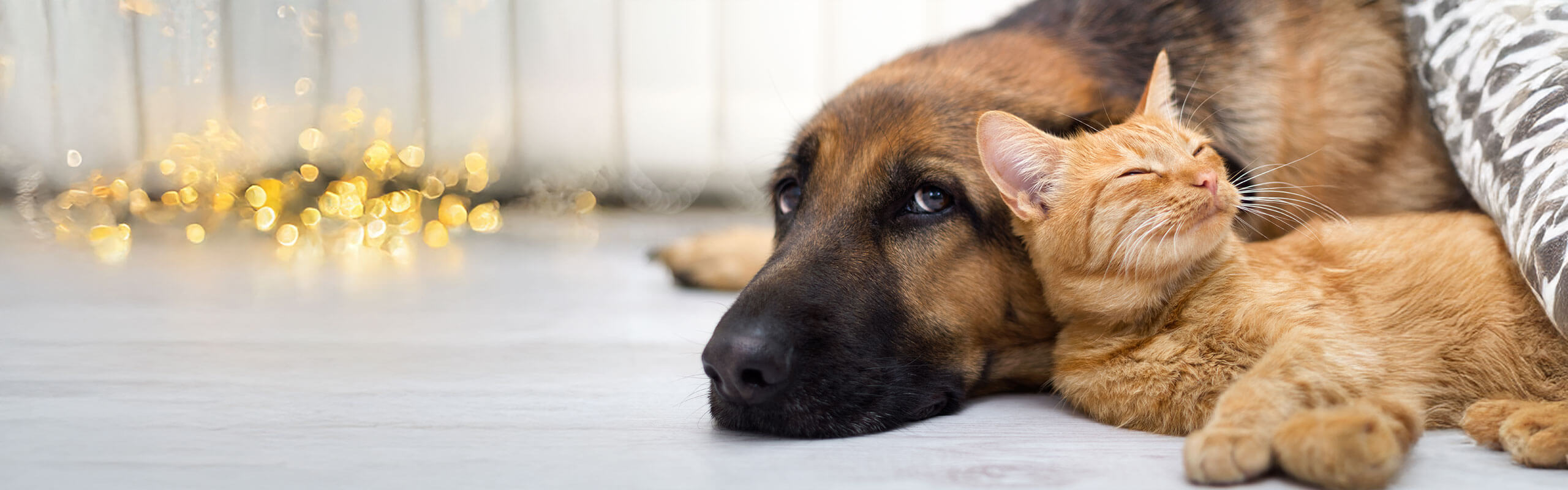 Katze An Hund Gewohnen Martin Rutter