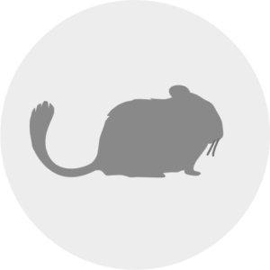 Chinchillur
