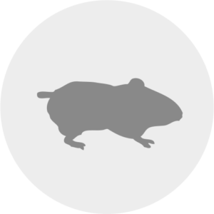 Hamstrar