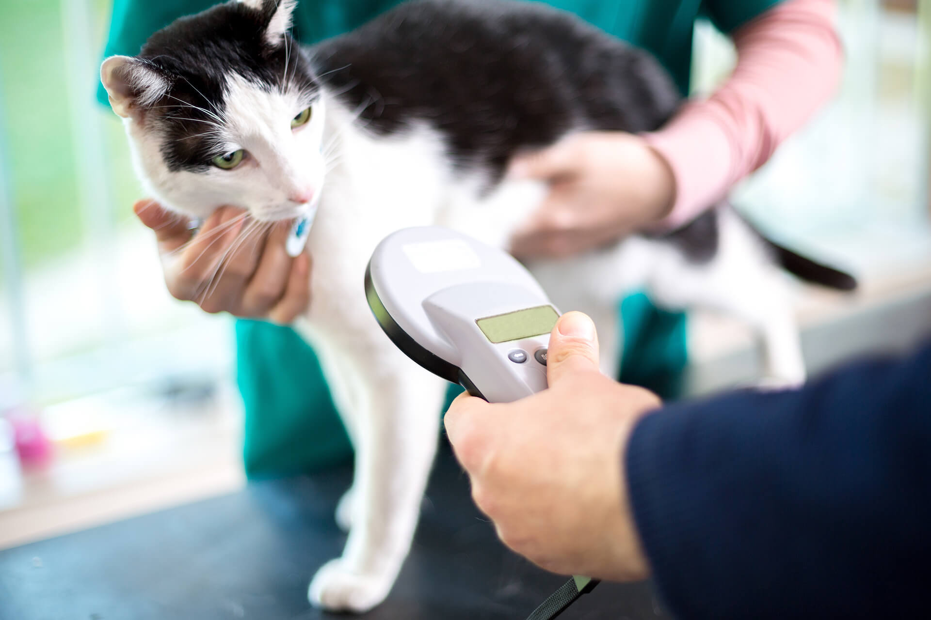 So kannst Du Deine Katze chippen lassen Cat’s Best