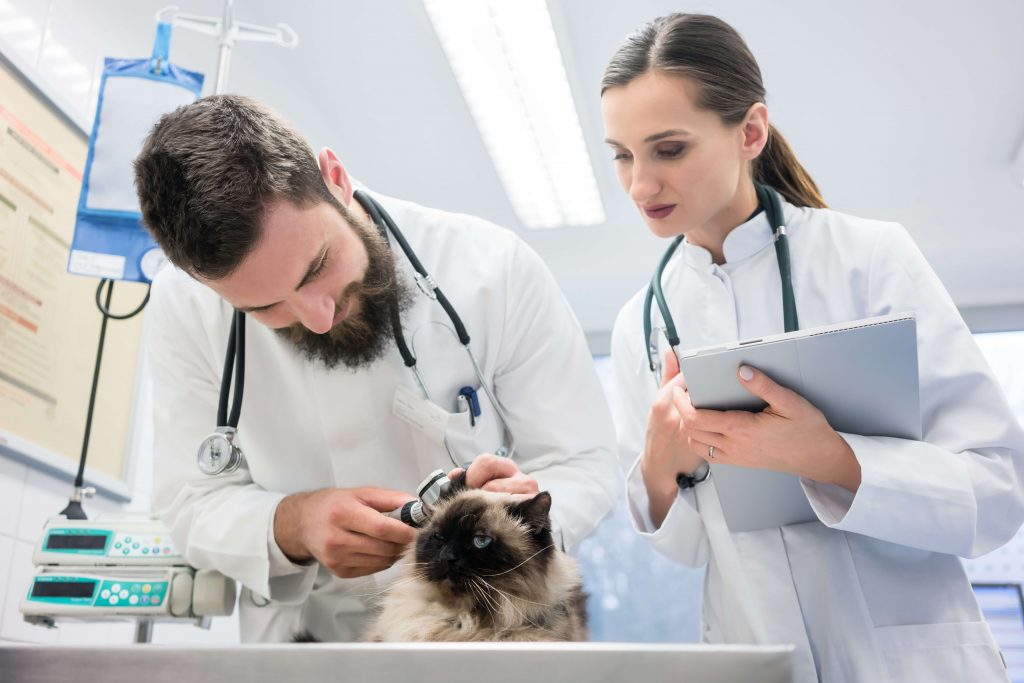 Katze wird in der Tierarztpraxis untersucht