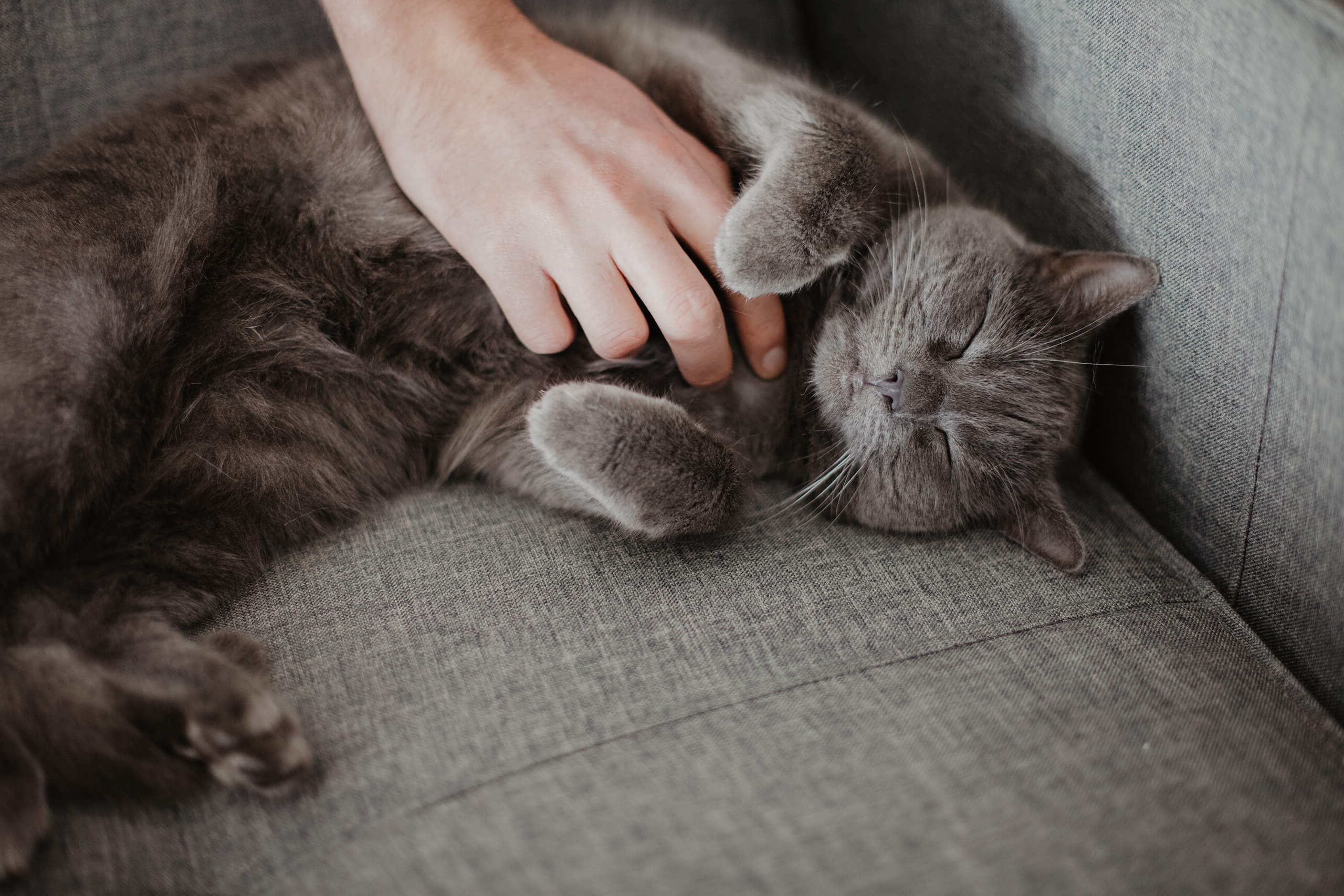 Eine Kartäuser Katze, die gerade gestreichelt wird