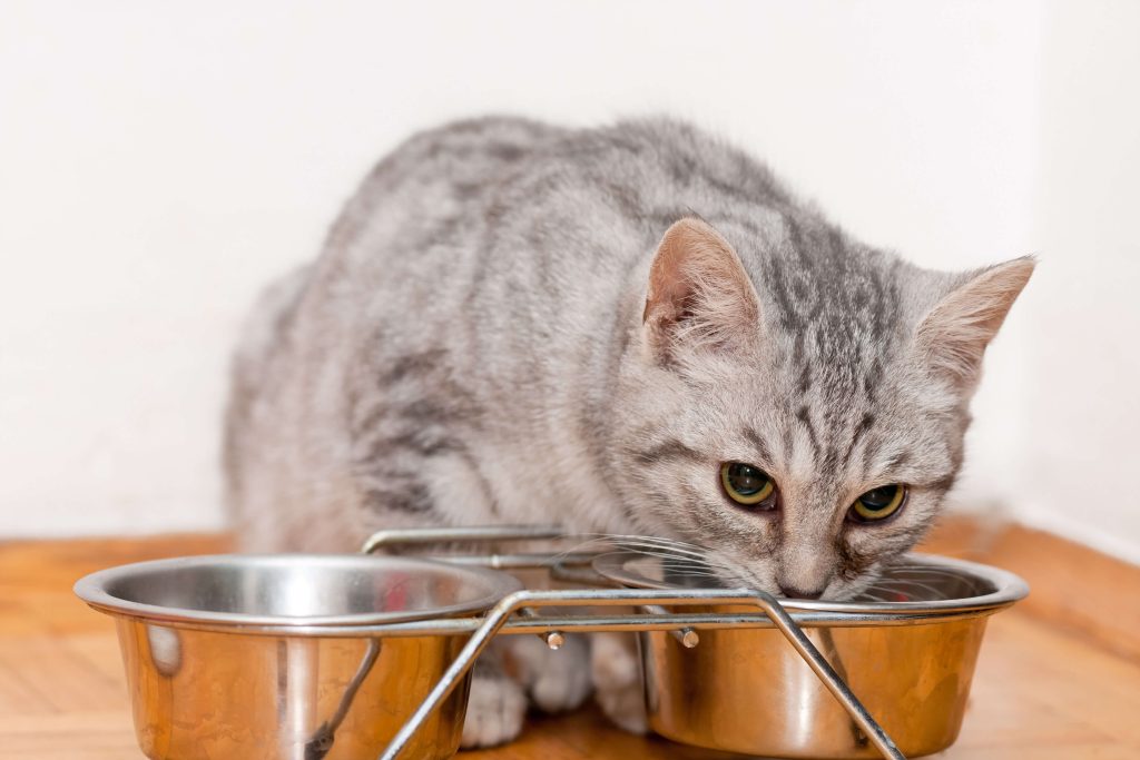 Silber getigerte Katze frisst aus einem Edelstahlnapf