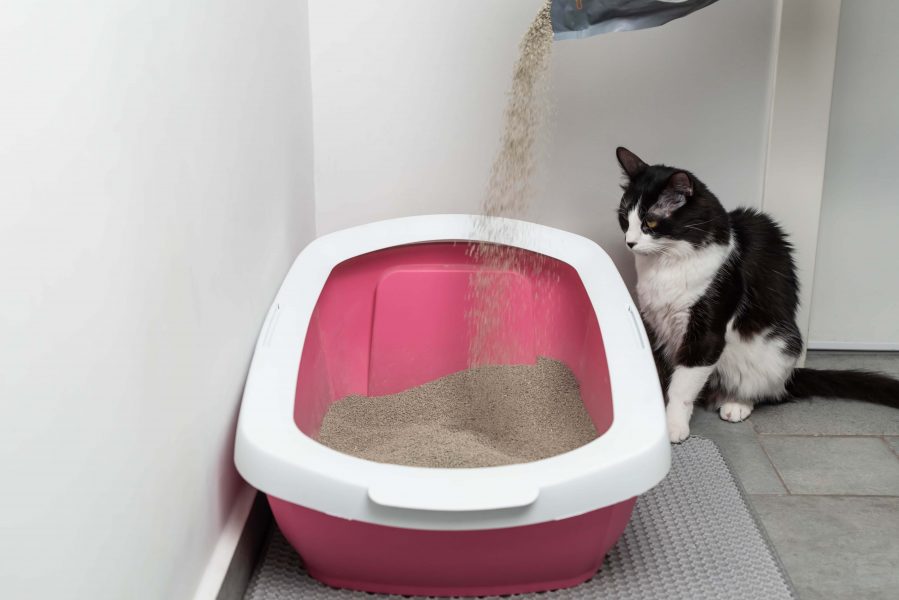 Katzenstreu richtig so geht´s! Cat’s Best