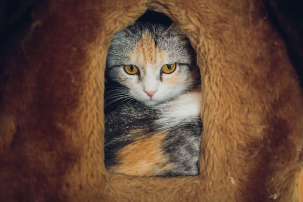 Dreifarbige Katze blickt aus einer Höhlung in einem Baumstamm.