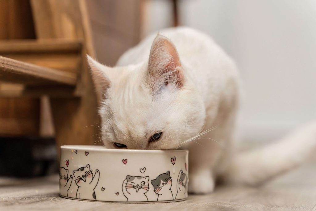 Weiße Katze frisst aus einem Futternapf.