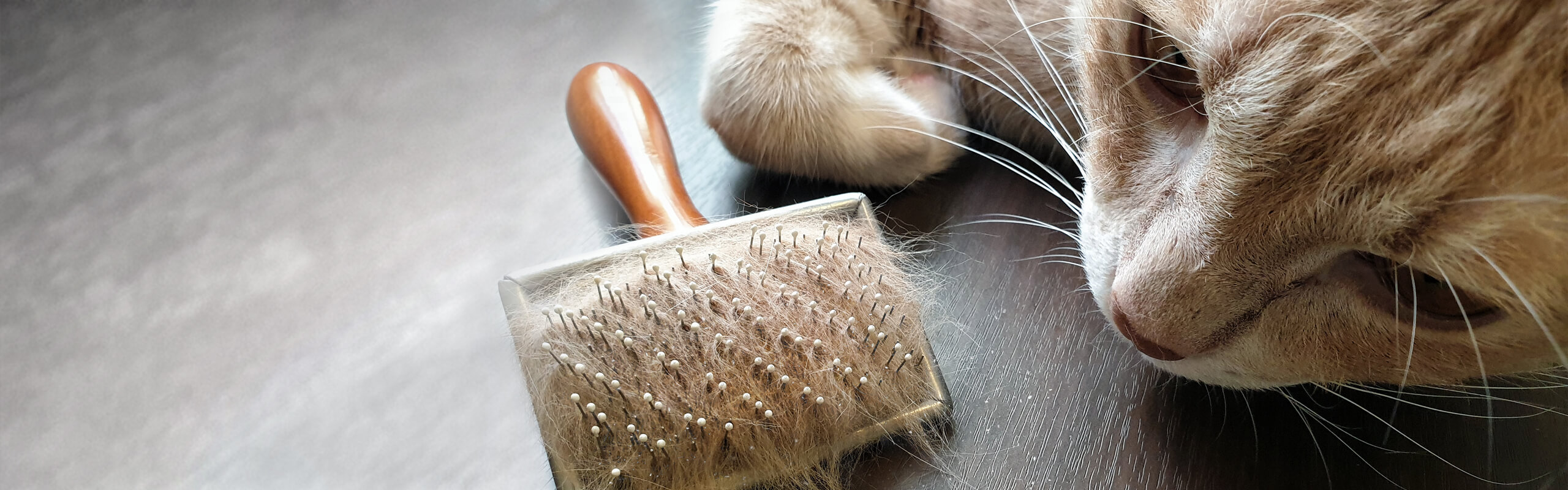 Katze hat Schuppen Ursachen und Behandlung Cat’s Best