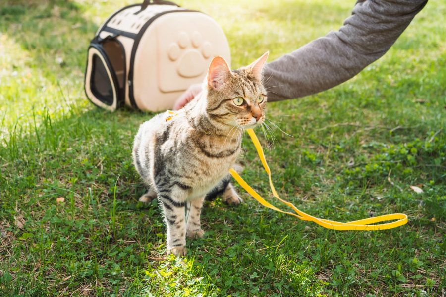 Tipps für den Urlaub mit Katze Cat’s Best