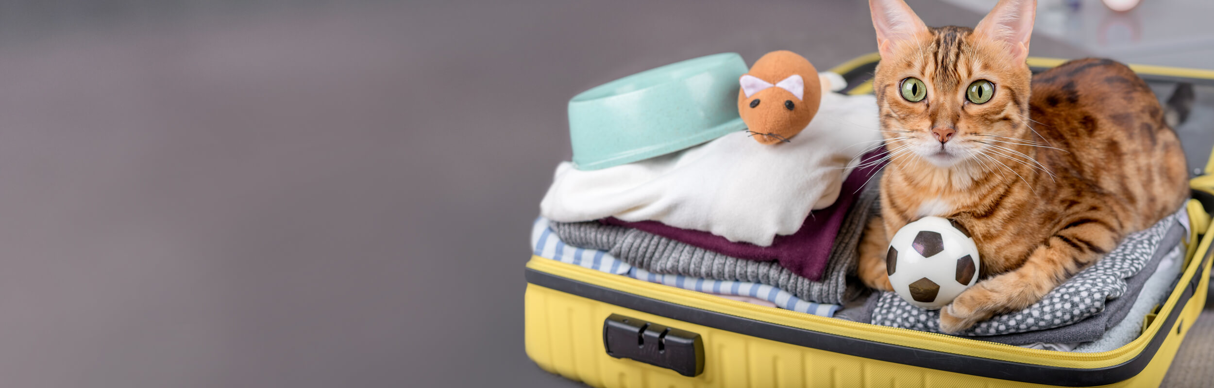 Tipps für den Urlaub mit Katze Cat’s Best