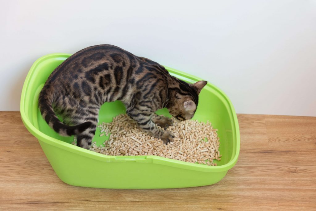 Veränderte Gewohnheiten auf dem Katzenklo sind häufig das erste Anzeichen.