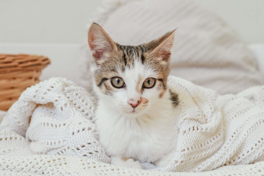 Meine Katze sabbert was steckt dahinter? Cat’s Best