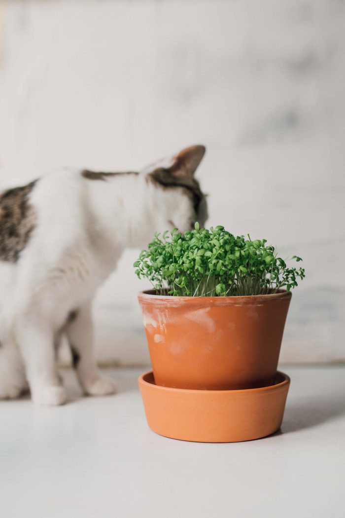 Das Immunsystem Deiner Katze stärken so geht´s! Cat’s Best