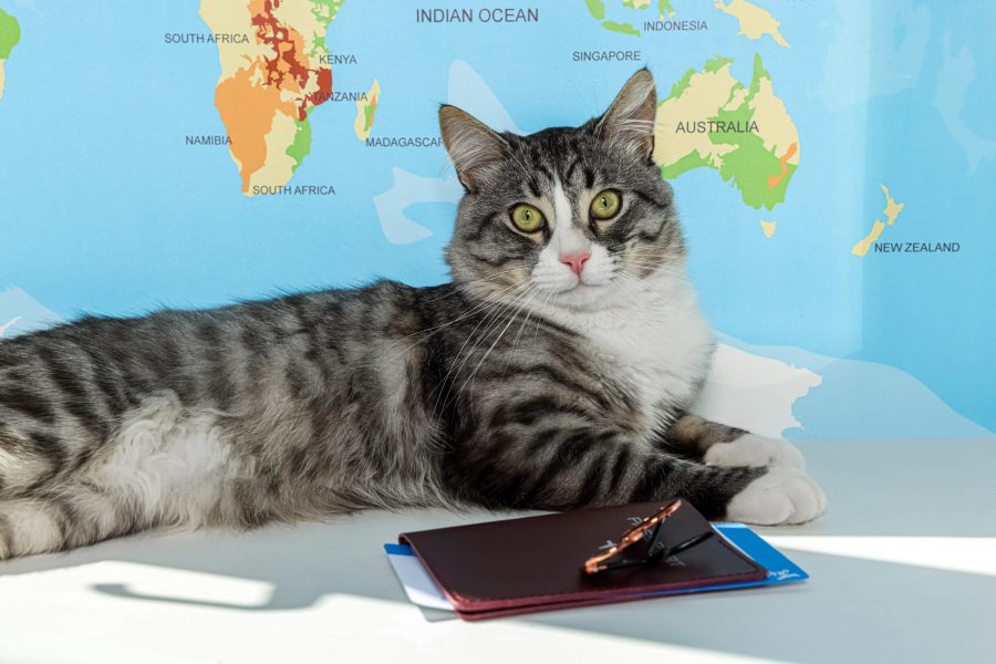 Tipps für den Urlaub mit Katze Cat’s Best