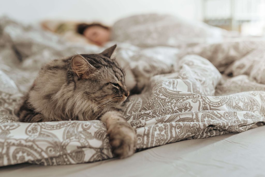 Getigerte Katze schläft auf einer Bettdecke, während im Hintergrund eine Frau schläft.