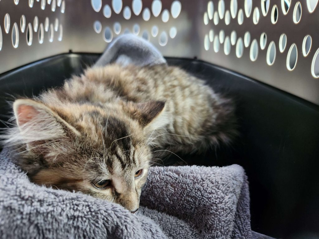 Katze liegt ruhig in gepolsterter Transportbox