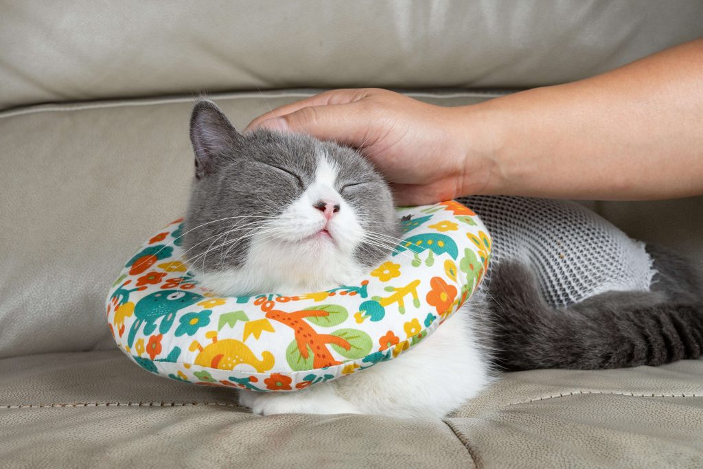 Graue Katze mit weicher Halskrause ruht auf einem Sofa