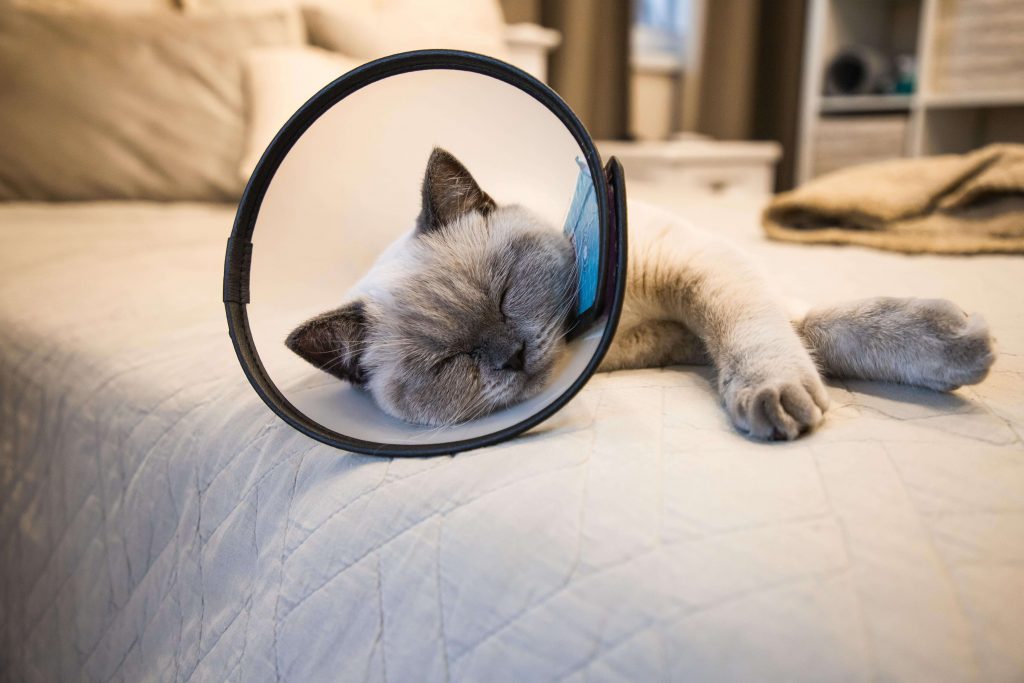 Katze mit Halskrause schläft auf einer weichen Decke