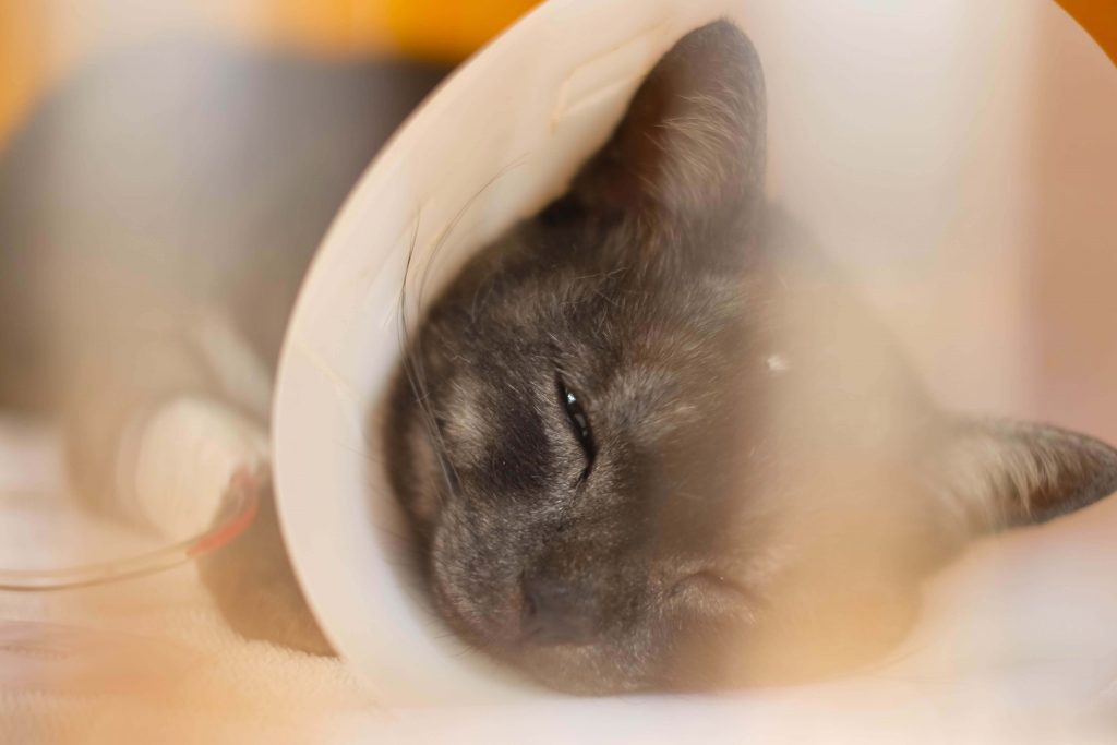 Katze mit Halskrause liegt ruhig in Nahaufnahme