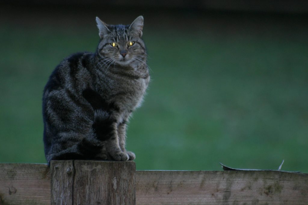 Katzenaugen – so sehen Katzen die Welt