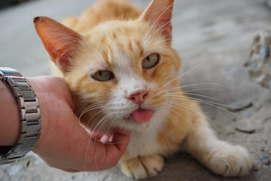 Meine Katze sabbert was steckt dahinter? Cat’s Best