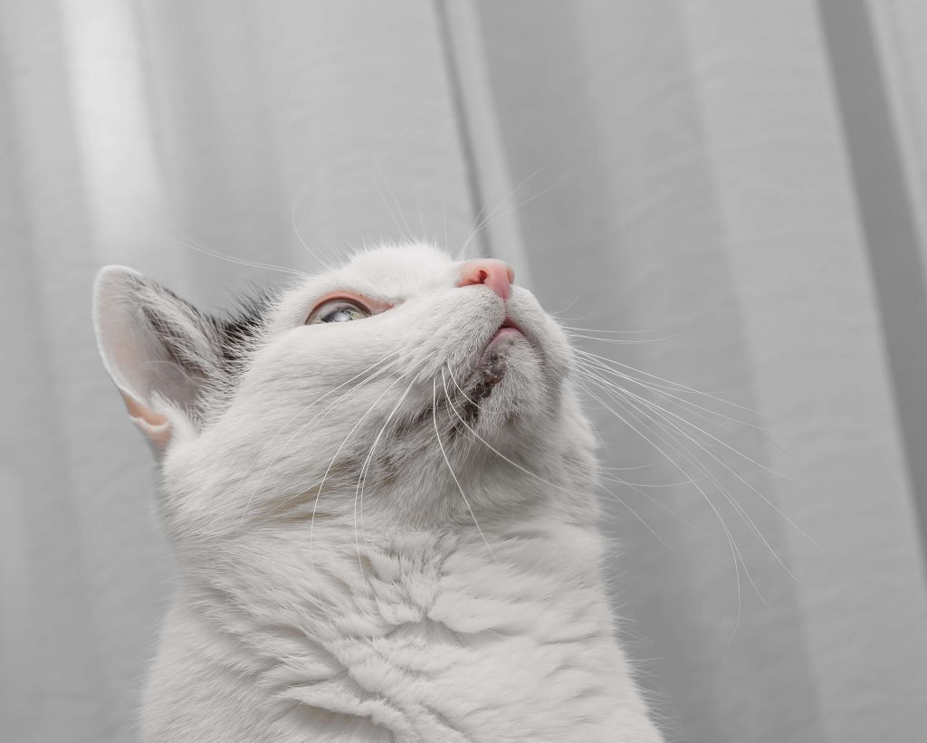 Nahaufnahme eines Katzenkinns mit schwarzen Komedonen im Bereich des Mauls.
